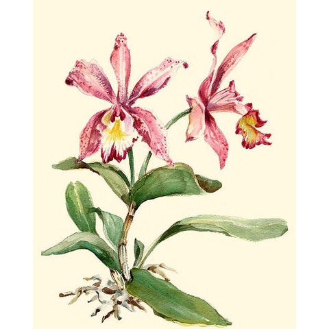 Pink Cattleya Orchid White Modern Wood Framed Art Print by Waldman, Joy