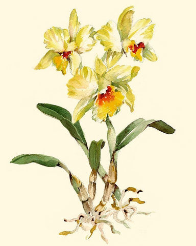 Yellow Cattleya Orchid Black Ornate Wood Framed Art Print with Double Matting by Waldman, Joy