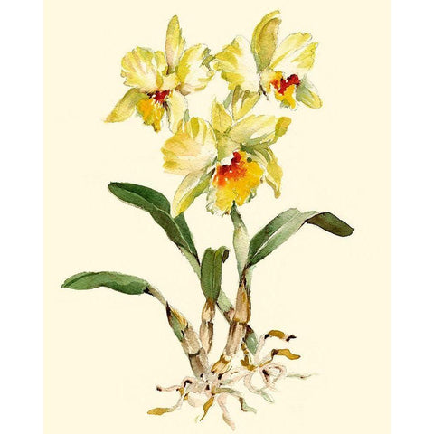 Yellow Cattleya Orchid Gold Ornate Wood Framed Art Print with Double Matting by Waldman, Joy