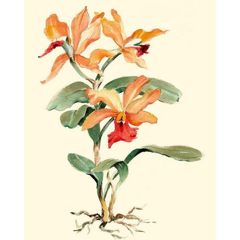 Orange Orchid Black Modern Wood Framed Art Print with Double Matting by Waldman, Joy