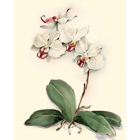 Phalaenopsis Red Throat Orchid White Modern Wood Framed Art Print by Waldman, Joy