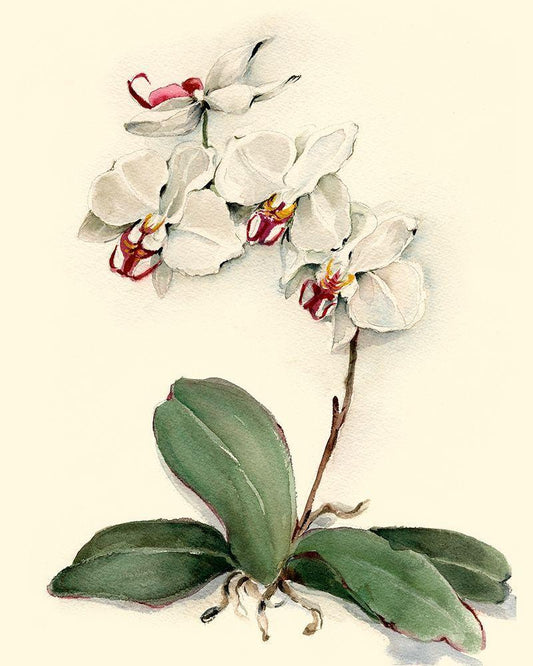 Image Only