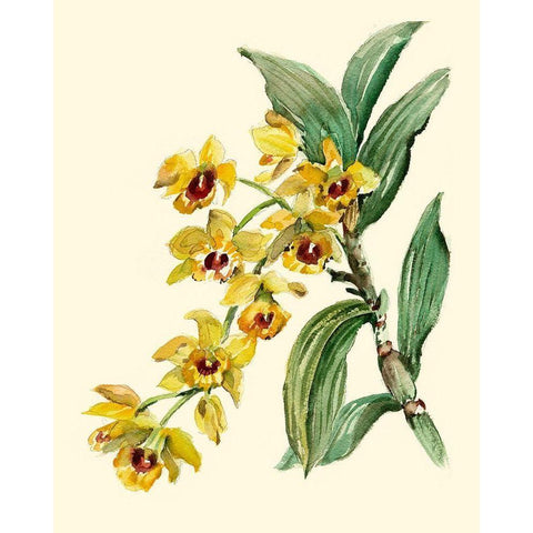 Dendrobium Orchid Gold Ornate Wood Framed Art Print with Double Matting by Waldman, Joy