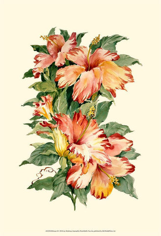 Hibiscus II White Modern Wood Framed Art Print with Double Matting by Waldman, Joy