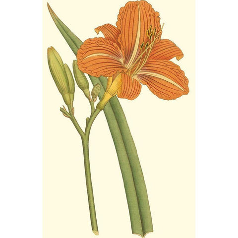 Lily Varieties I Gold Ornate Wood Framed Art Print with Double Matting by Curtis