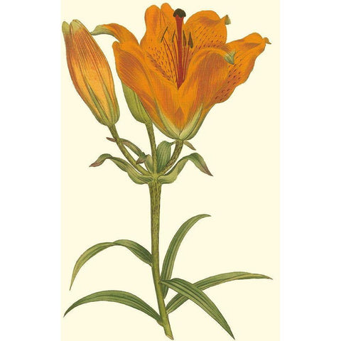 Lily Varieties III Gold Ornate Wood Framed Art Print with Double Matting by Curtis