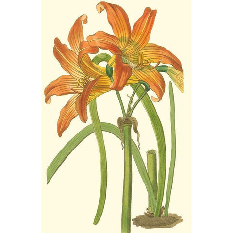 Lily Varieties IV Gold Ornate Wood Framed Art Print with Double Matting by Curtis