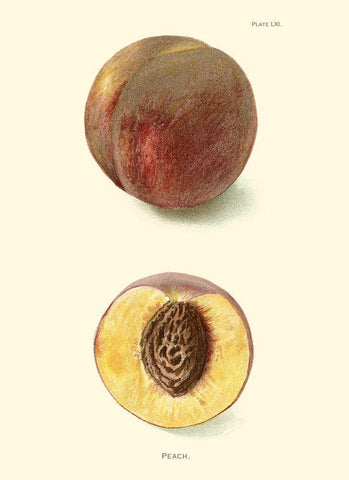 Peach Black Ornate Wood Framed Art Print with Double Matting by Unknown