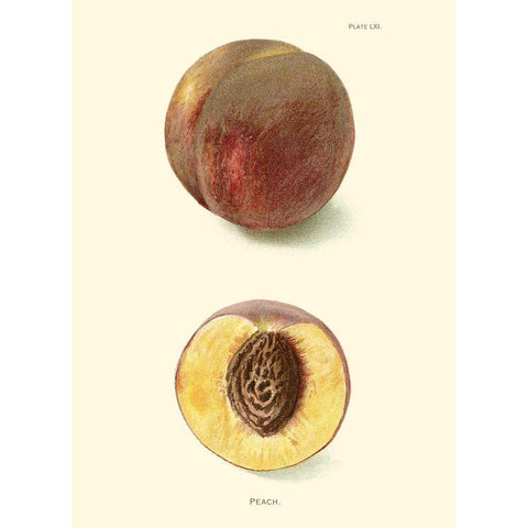 Peach Black Modern Wood Framed Art Print by Unknown