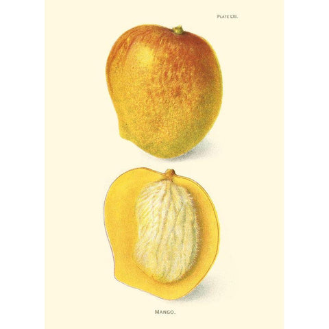 Mango Black Modern Wood Framed Art Print by Unknown