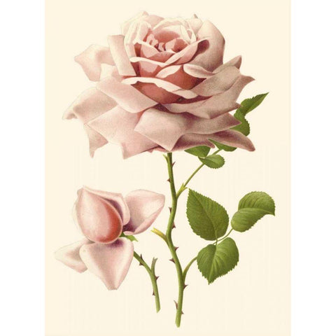 Victorian Rose I Gold Ornate Wood Framed Art Print with Double Matting by Guillot, R.