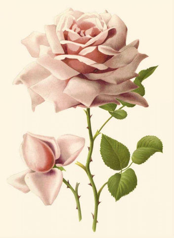 Victorian Rose I Black Ornate Wood Framed Art Print with Double Matting by Guillot, R.