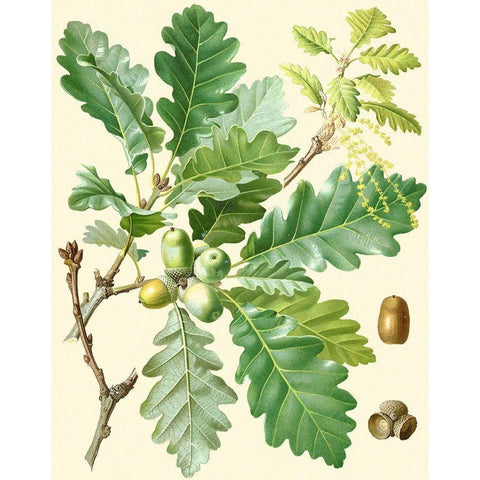 Acorns and Foliage I Black Modern Wood Framed Art Print with Double Matting by Vision Studio