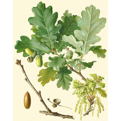 Acorns and Foliage II Black Modern Wood Framed Art Print with Double Matting by Vision Studio