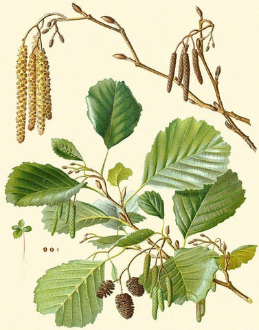 Pinecones and Foliage II White Modern Wood Framed Art Print with Double Matting by Vision Studio