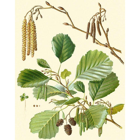 Pinecones and Foliage II Black Modern Wood Framed Art Print with Double Matting by Vision Studio