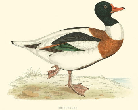 Shieldrake Black Ornate Wood Framed Art Print with Double Matting by Vision Studio