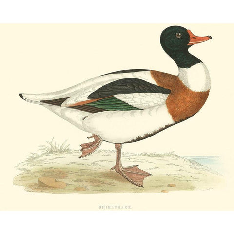 Shieldrake Black Modern Wood Framed Art Print by Vision Studio