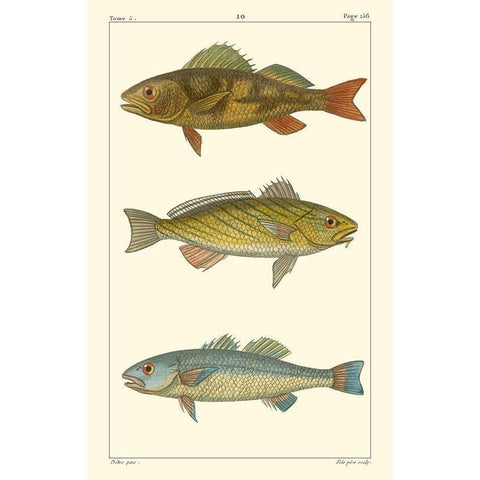 Freshwater Fish I Black Modern Wood Framed Art Print by Pretre