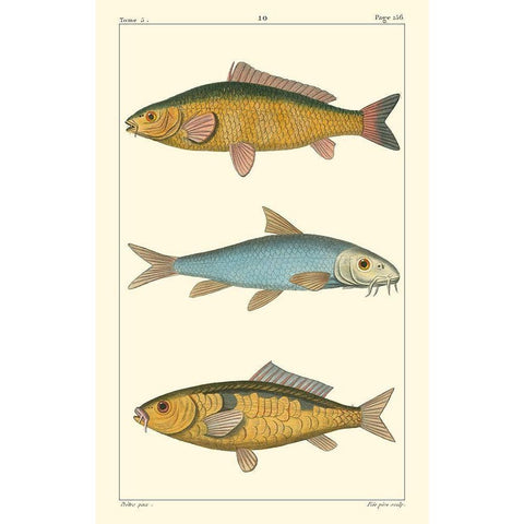 Freshwater Fish II Black Modern Wood Framed Art Print by Pretre