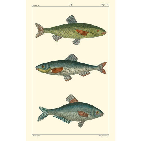 Freshwater Fish III Black Modern Wood Framed Art Print by Pretre