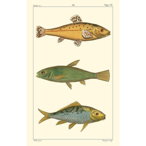 Freshwater Fish IV Black Modern Wood Framed Art Print with Double Matting by Pretre