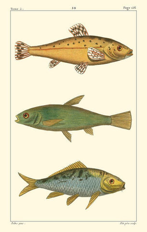 Freshwater Fish IV White Modern Wood Framed Art Print with Double Matting by Pretre