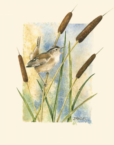 Marsh Wren and Cattails White Modern Wood Framed Art Print with Double Matting by Mandel, Janet