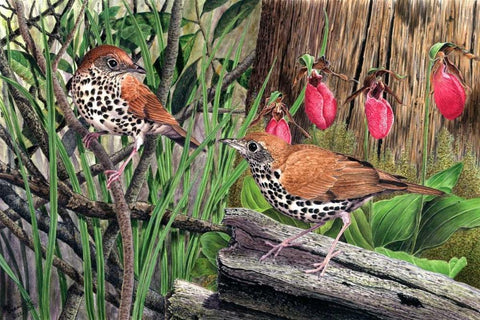 Thrush White Modern Wood Framed Art Print with Double Matting by Dornish, Al