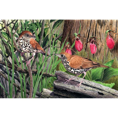 Thrush Black Modern Wood Framed Art Print with Double Matting by Dornish, Al
