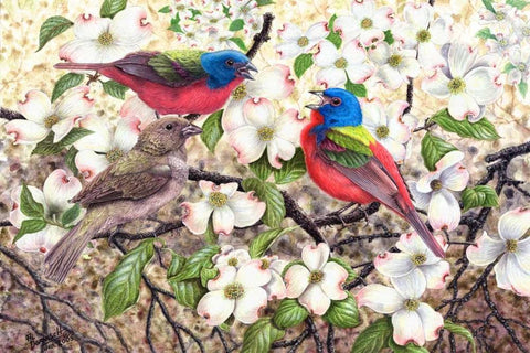 Painted Bunting White Modern Wood Framed Art Print with Double Matting by Dornish, Al