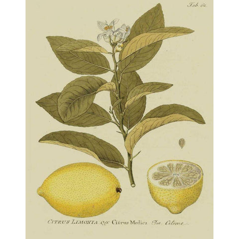 Antique Lemon Black Modern Wood Framed Art Print by Unknown