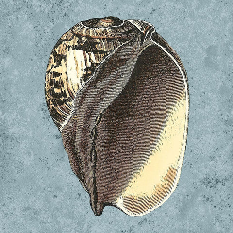 Stonewashed Shells II Gold Ornate Wood Framed Art Print with Double Matting by Vision Studio