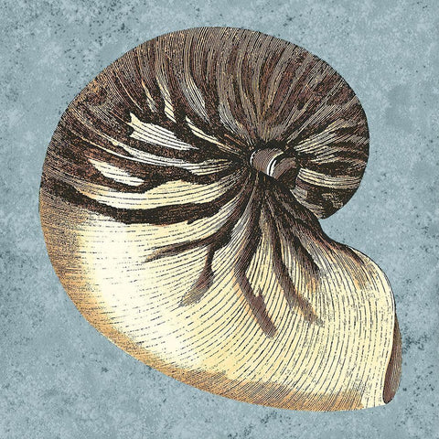 Stonewashed Shells III Black Modern Wood Framed Art Print by Vision Studio