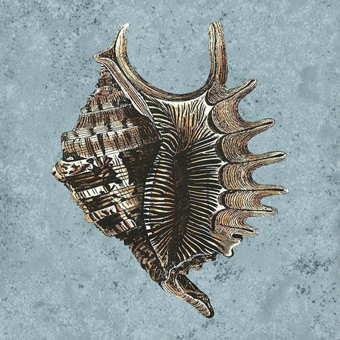 Stonewashed Shells V White Modern Wood Framed Art Print by Vision Studio