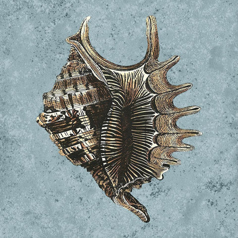 Stonewashed Shells V Black Ornate Wood Framed Art Print with Double Matting by Vision Studio