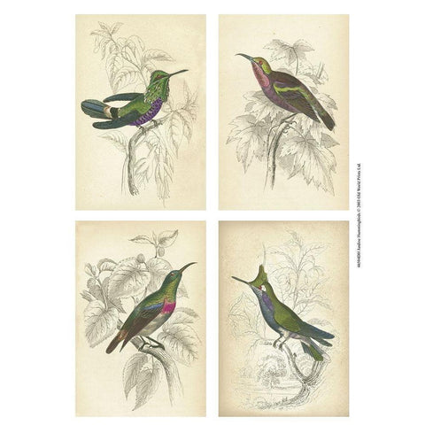 Jardine Hummingbirds White Modern Wood Framed Art Print by unknown
