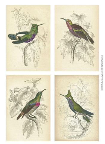 Jardine Hummingbirds Black Ornate Wood Framed Art Print with Double Matting by unknown