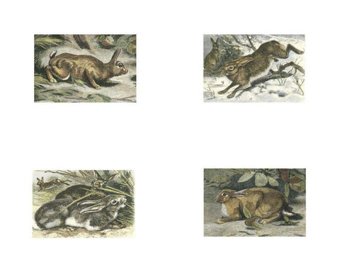 Micro Bunnies White Modern Wood Framed Art Print with Double Matting by Unknown