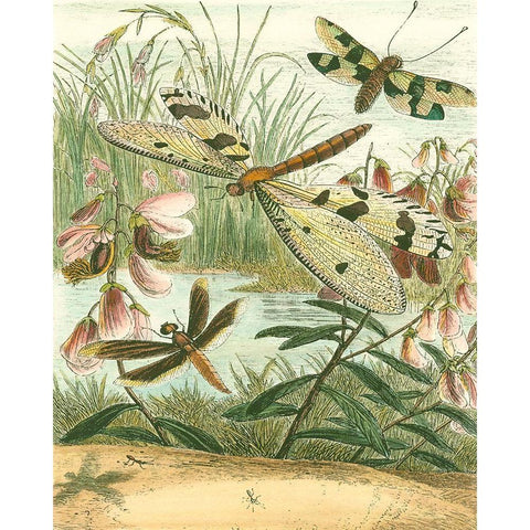 Dragonfly Gathering I Gold Ornate Wood Framed Art Print with Double Matting by Vision Studio