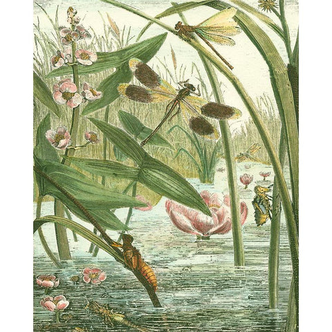 Dragonfly Gathering II Gold Ornate Wood Framed Art Print with Double Matting by Vision Studio