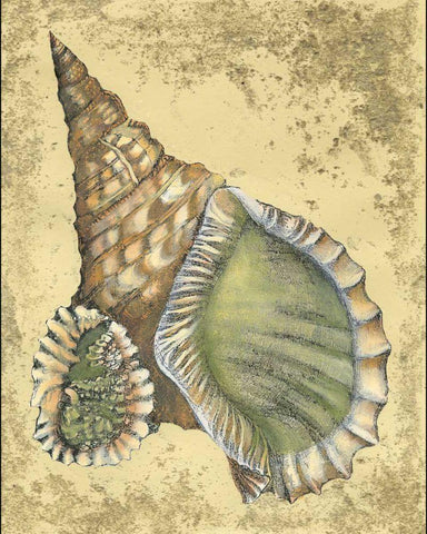 Sand and Shells I Black Ornate Wood Framed Art Print with Double Matting by Vision Studio