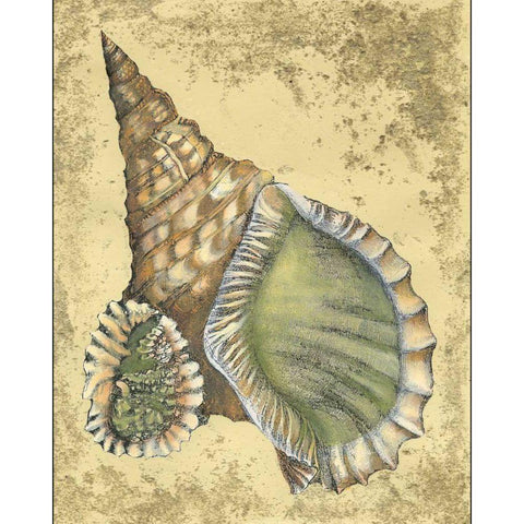 Sand and Shells I Black Modern Wood Framed Art Print by Vision Studio