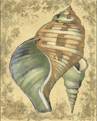 Sand and Shells II Black Ornate Wood Framed Art Print with Double Matting by Vision Studio