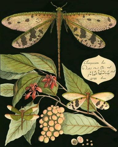 Whimsical Dragonfly on Black I White Modern Wood Framed Art Print with Double Matting by Vision Studio