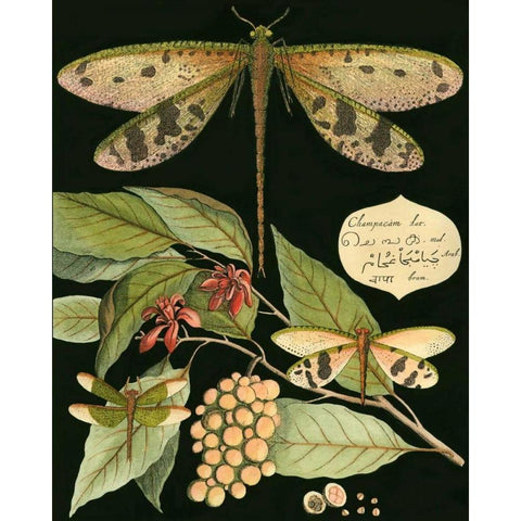 Whimsical Dragonfly on Black I Black Modern Wood Framed Art Print by Vision Studio