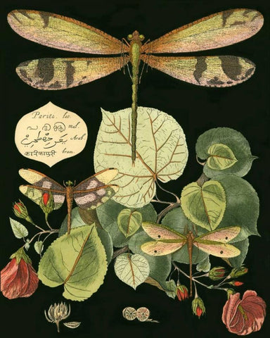 Whimsical Dragonfly on Black II White Modern Wood Framed Art Print with Double Matting by Vision Studio