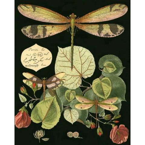 Whimsical Dragonfly on Black II Black Modern Wood Framed Art Print with Double Matting by Vision Studio