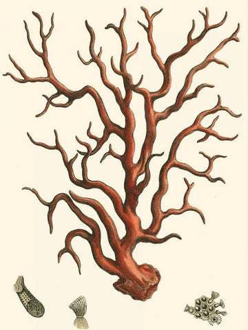 Red Coral I White Modern Wood Framed Art Print with Double Matting by Vision Studio