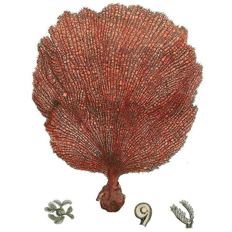 Red Coral (N) II White Modern Wood Framed Art Print by Vision Studio